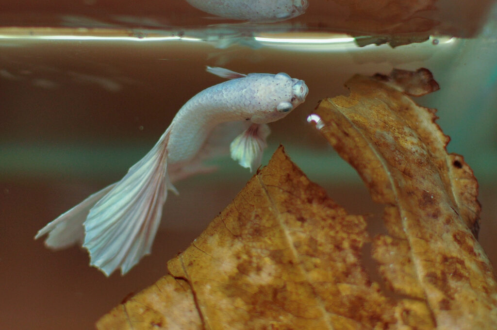 Indian Almond leaves food for Betta fish