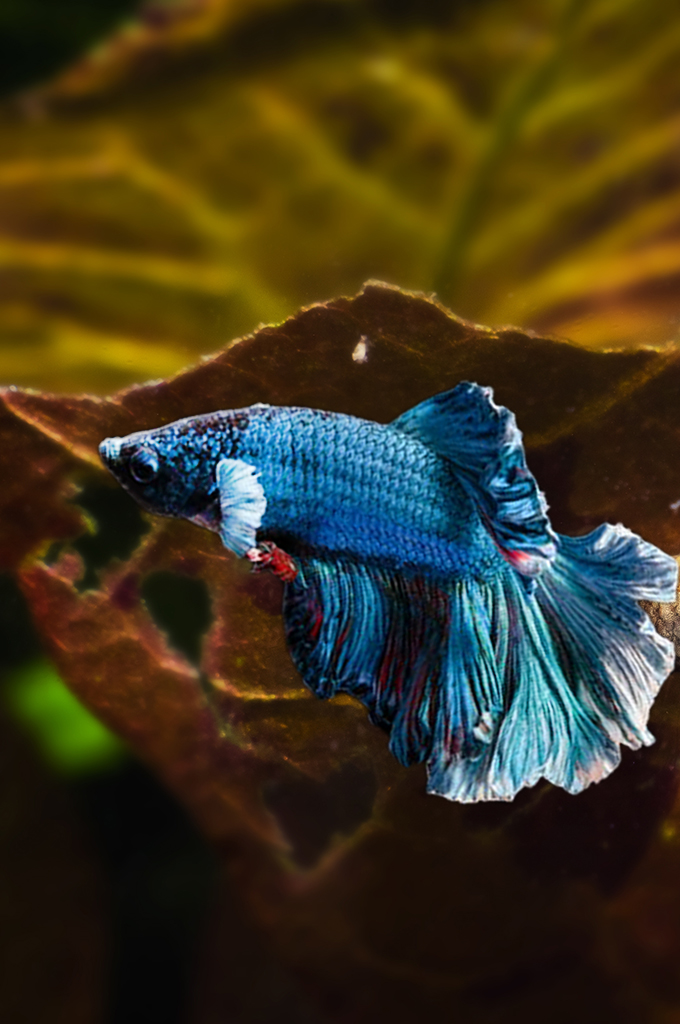Indian Almond leaves food for Betta fish