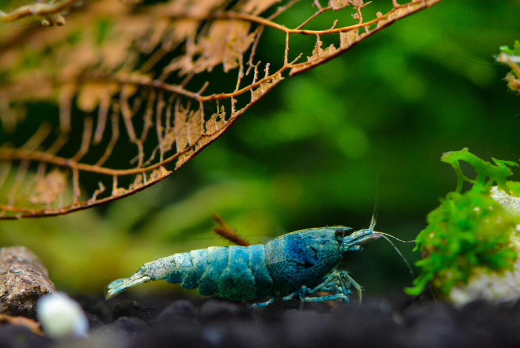 Blue,Bolt,Shrimp,Standing,Under,Guava,Skeleton,Leaf